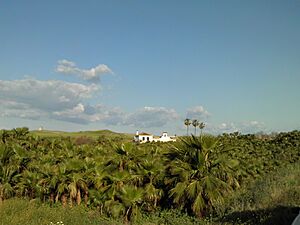 Archivo:Palmeral