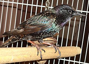 Archivo:Pet European Starling Bird