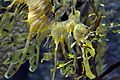 Phycodurus eques Gunther