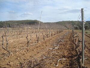 Archivo:Plantación de viña, tiempo de poda, término municipal de Vilafamés