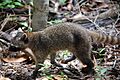 Procyon cancrivorus 1, Costa Rica