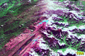 Puncak Jaya glaciers animation