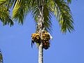 Pupunha (Bactris gasipaes) 2