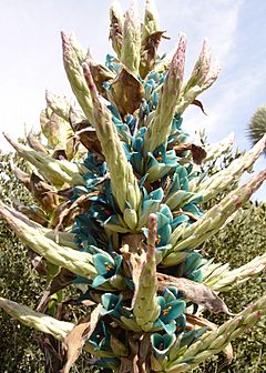 Archivo:Puya alpestris flowers huntington desert garden