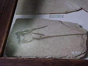 Archivo:Rhamphorhynchus gemmingi holotype