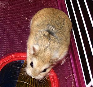 Archivo:Roborovski hamster