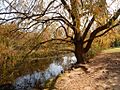 Salix babilonica - Parco Nord Milano
