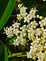 Sambucus canadensis 003