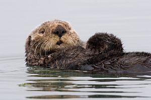 Archivo:Sea-otter-morro-bay 13