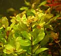 Shinnersia rivularis