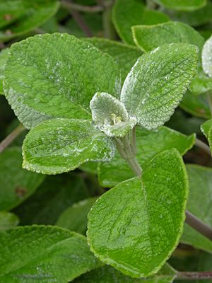 Archivo:Silver spurflower Plectranthus argentatus Leaves 2448px