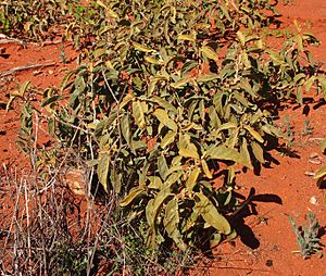 Archivo:Solanum centrale growth form