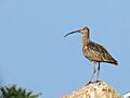 Storspov Eurasian Curlew (14796661739)