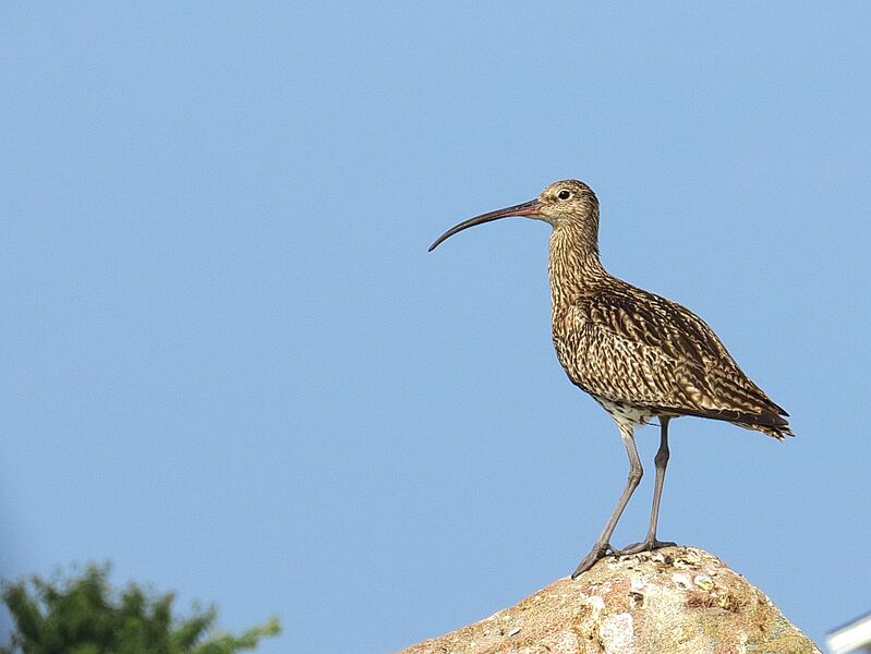 Storspov Eurasian Curlew (14796661739)