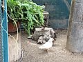 The white duck of the Mandarins