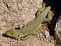 Timon lepidus