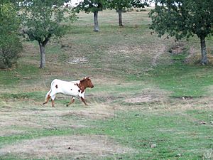 Archivo:Vaca berrenda en el campo charro. Valdelazarza