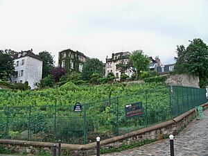 Archivo:Vignoble montmartrois