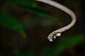 Vine snake from Peten Guatemala
