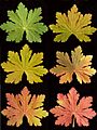 Wiki-Geranium-Molle-Spring-Automn