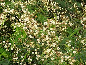 Archivo:Acacia pennata-2-yelagiri-vellore-India