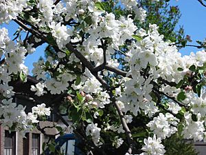 Archivo:Appletree bloom l