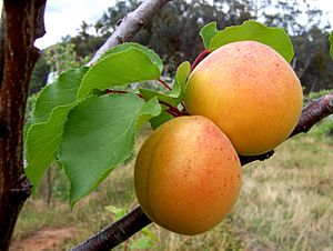 Archivo:Apricots