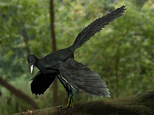 Archivo:Archaeopteryx NT