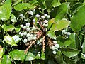 B.aquifolium-frutos-1