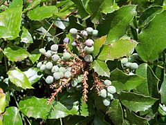 Archivo:B.aquifolium-frutos-1
