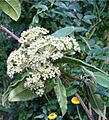 Backhousia citriodora LeavesFlowers BotGard0906