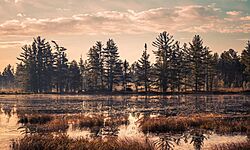 Bog Sunrise, Newberry State Forest Area, Michigan (31584059605).jpg