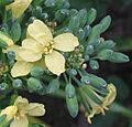 Broccoli bloem