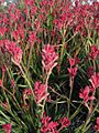 Bush-Pearl-in-RBG-Cranbourne