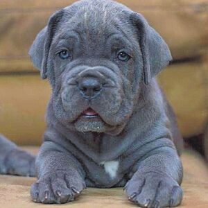 Archivo:Cane Corso Gris Plata - Puppy