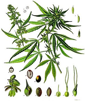 Archivo:Cannabis sativa - Köhler–s Medizinal-Pflanzen-026