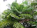 Caryota urens 0003