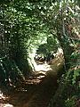 Chemin creux