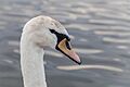 Cisne (Cygnus olor) en el Palacio de Nymphenburg, Múnich, Alemania, 2013-05-10, DD 04