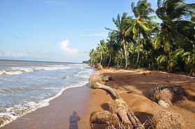 Archivo:Coconut Trees on the Shell Beach - panoramio