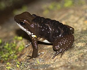Archivo:Common rocket frog with tadpoles crop