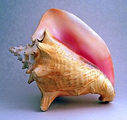 Archivo:Conch shell 2
