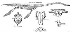 Archivo:Conybeare Plesiosaur 1824