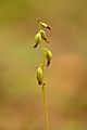 Corallorhiza trifida infructescence - Alutaguse