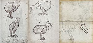 Archivo:Dodo (VOC Gelderland, 1602)