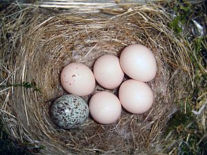 Archivo:Eastern Phoebe-nest-Brown-headed-Cowbird-egg