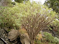 Archivo:Euphorbia regis-jubae (Cueva del Belmaco) 04