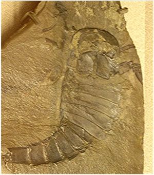 Archivo:Eurypterus specimen 01