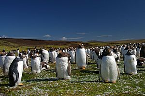 Archivo:Falkland Islands Penguins 44