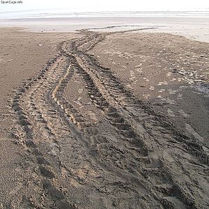 Archivo:Footprint of Loggerhead Sea Turtle